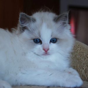 Ragdoll Bicolor • Ragdoll Cats