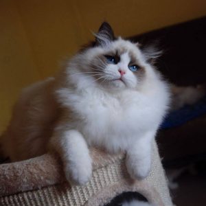 Ragdoll Bicolor • Ragdoll Cats