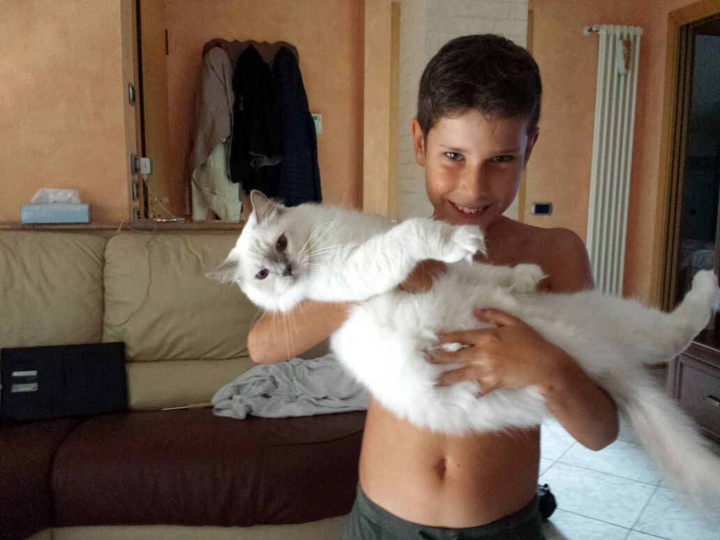 Photos of ragdoll and children Ragdoll Cats